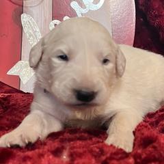 Boy orange collar - White Colorado Mountain Dog puppy in Elizabeth, Colorado from Blessings Acres Farm