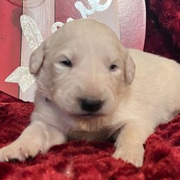 Boy orange collar - White Colorado Mountain Dog puppy in Elizabeth, Colorado from Blessings Acres Farm