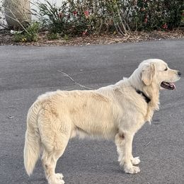 Angel - Golden Retriever