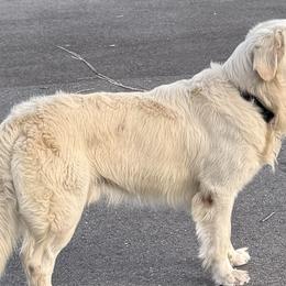 Angel - Golden Retriever