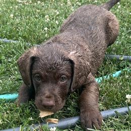 Girl 3 - Dark brown female Chesapeake Bay Retriever puppy in Dover, Delaware from Rebecca's Chesapeake Bay Retrievers