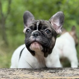 Two Spot - Fawn and white male French Bulldog puppy in Hollis, New Hampshire from Big Sky Frenchies