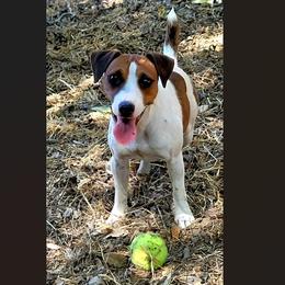 De - Jack Russell Terrier