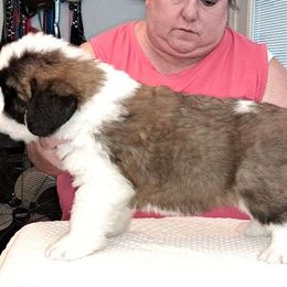 Saint Bernard Puppies from Wintercrest St. Bernards