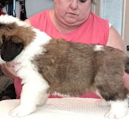 Saint Bernard Puppies from Wintercrest St. Bernards