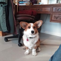 Rosy - Cardigan Welsh Corgi