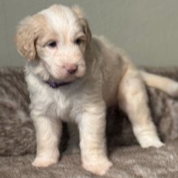 Purple girl - Fawn and white female Sheepadoodle puppy in Riverside, California from Downtown Doodles & Frenchies
