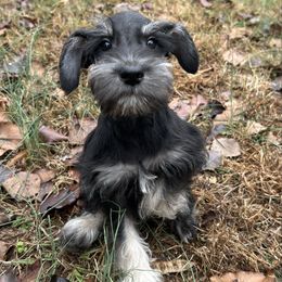 Black and Silver Male - Black and silver male Miniature Schnauzer puppy in Clover, South Carolina from Bobo’s Babies Kennels