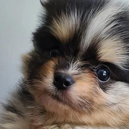 Pomeranians from PinkPawPomeranians