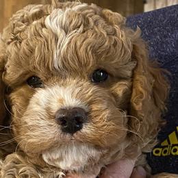 Assorted Doodle Crosses, Cavalier King Charles Spaniels, and Cavapoos from Bubble-ishous Cavaliers, Cavapoos and Portadoodles