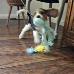 Coral - Black tan and white female Beagle puppy in Susanville, California from Homegrown Beagles