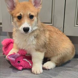 Sunny - Red male Pembroke Welsh Corgi puppy in Kiowa, Colorado from Cool Water Corgis LLC