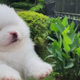 Pomeranians from D’ Pomlovers