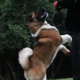 Ash - Akita