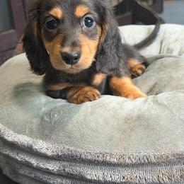 Dracula - Black and tan male Dachshund puppy in Tampa, Florida from EntityDachs
