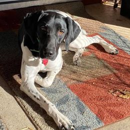 German Shorthaired Pointers from Kelcal Farm and Kennels