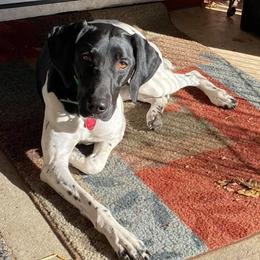 German Shorthaired Pointers from Kelcal Farm and Kennels