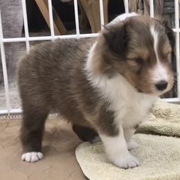 Shetland Sheepdog puppies from Hillbrae Shetland Sheepdogs