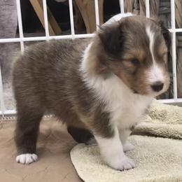 Shetland Sheepdog puppies from Hillbrae Shetland Sheepdogs