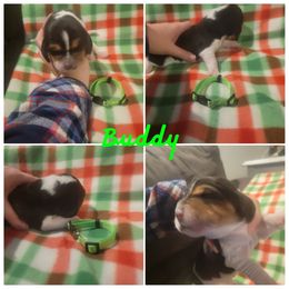 AKC Boy 3 Buddy - Black brown and white Basset Hound puppy in Carleton, Michigan from Floppy Ears Farm