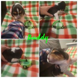 AKC Boy 3 Buddy - Black brown and white Basset Hound puppy in Carleton, Michigan from Floppy Ears Farm