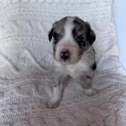 Draco - Blue merle male Australian Shepherd puppy in San Tan Valley, Arizona from SJR AUSSIES