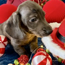 Timbers - Gray (blue) male Dachshund puppy in Homedale, Idaho from Jeff & Joette