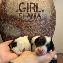 Shania - Black and white female Bernedoodle puppy in Cambridge, Minnesota from Country Meadow Doodles