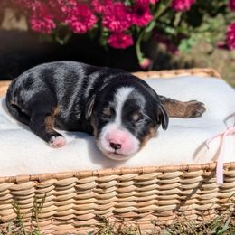 Maple - Tri-color female Bernedoodle puppy in Mount Pleasant, Tennessee from Amy Brewer