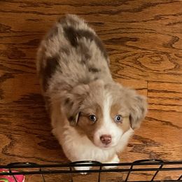 Miniature Australian Shepherds, Siberian Huskies, and Toy Australian Shepherds from Tails & Belles Dog Breeding