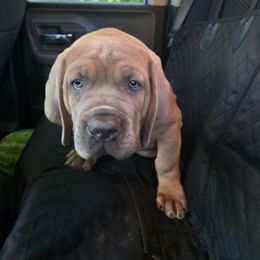 Heavy D - Fawn male Cane Corso puppy in Mount Laurel, New Jersey from Dash Biblical Corsos