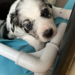 Border Collie Puppies from Roaring River Border Collies