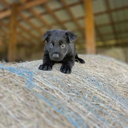 M gray male - Black male German Shepherd puppy in Midway, Kentucky from Von Charry German Shepherd’s