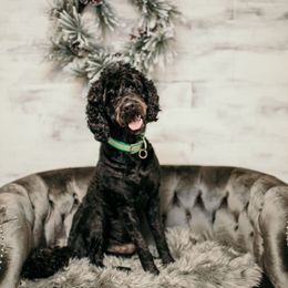 Levi - Labradoodle