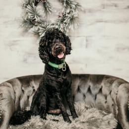 Levi - Labradoodle