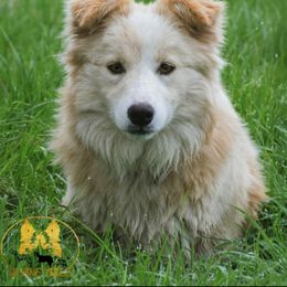 Chani - Border Collie
