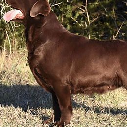 Labrador Retrievers from Greenstone Labradors
