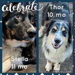 Australian Shepherd All Grown Up from K & R Australian Shepherds