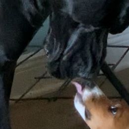 Great Danes and Russell Terriers from Claddagh Pastures