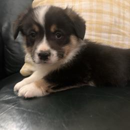 Driver - Black and tan male Pembroke Welsh Corgi puppy in New Auburn, Wisconsin from Cordell Corgis