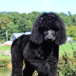 Poodle Puppies from D and D Standard Poodles