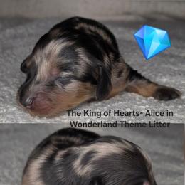 The King of Hearts- Alice in Wonderland Theme Litter. - Dapple male Dachshund puppy in Woodland, Washington from SJs Dachshunds