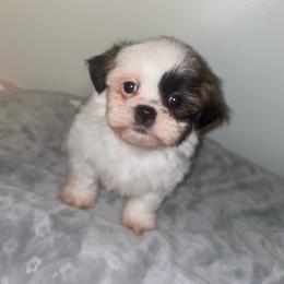 Apollo - Red and tan male Shih Tzu puppy in Fredericksburg, Virginia from Pumpkin Patch Pups
