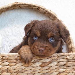 BUGS - BET - Red tri Miniature Australian Shepherd puppy in Oklahoma City, Oklahoma from Outland Toy & Mini Aussies