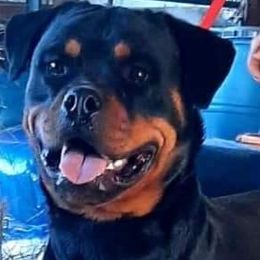Delilah - Rottweiler