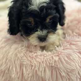 Cavapoo and Shihpoo Puppies from Haus of Doodles