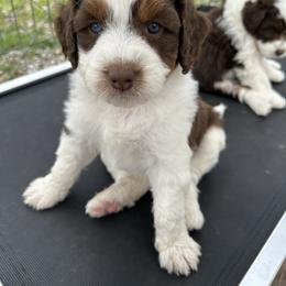 Boy 2 - Brown and white male Aussiedoodle puppy in Hillsboro, Illinois from Perfect Paws Puppies