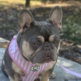 Gia - French Bulldog