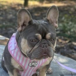 Gia - French Bulldog
