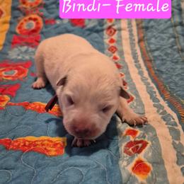 Bindi - Blue female Australian Cattle Dog puppy in Prescott Valley, Arizona from KS Cattle Dogs